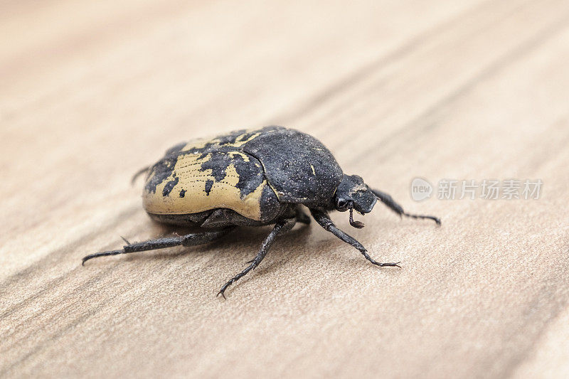 秘鲁的Gymnetis Flavomarginata Beetle